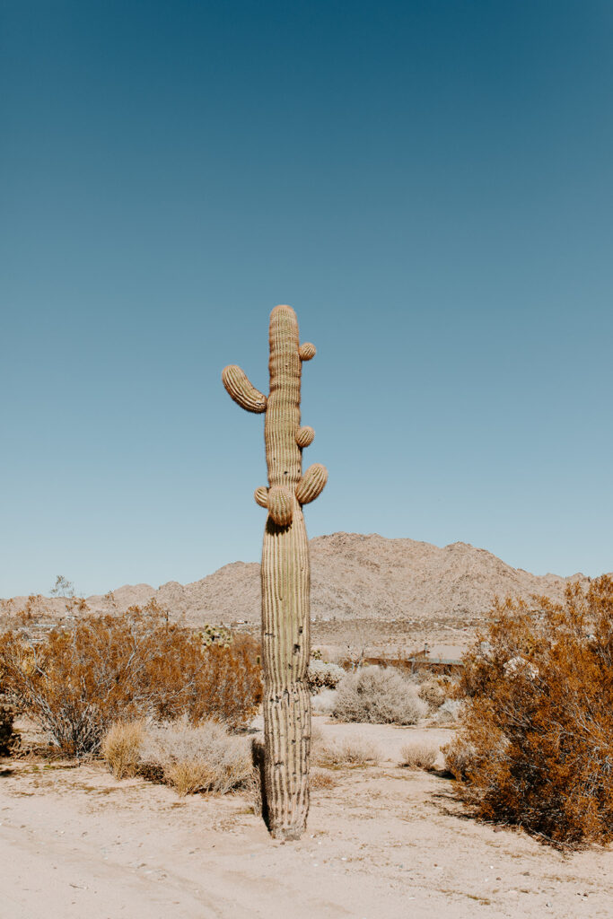 Joshua tree national park